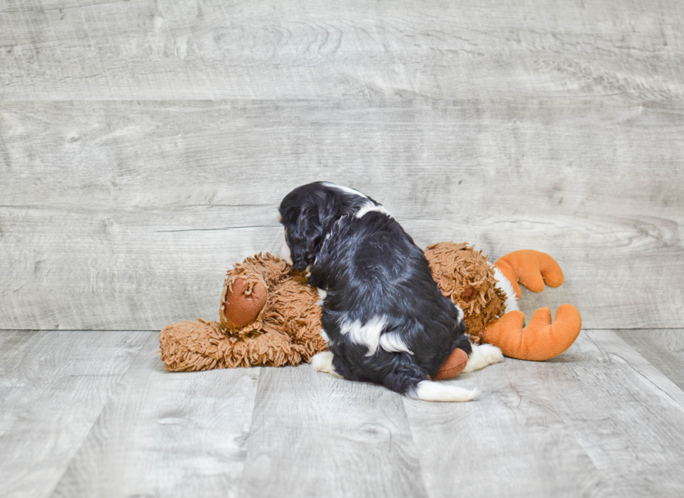 Smart Cavalier King Charles Spaniel Purebred Puppy