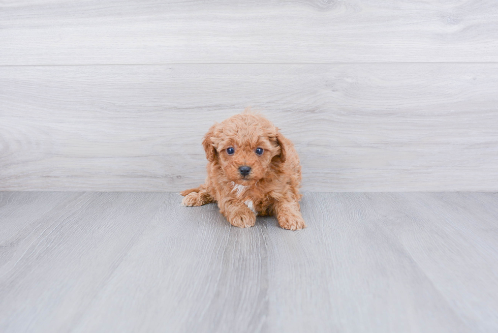 Playful Cavoodle Poodle Mix Puppy