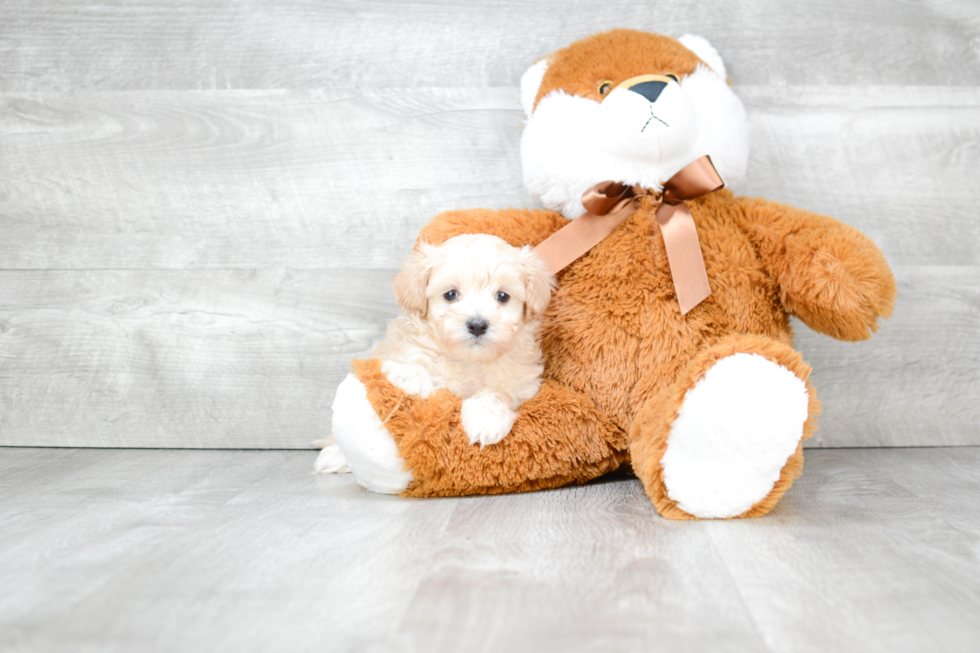 Maltipoo Pup Being Cute