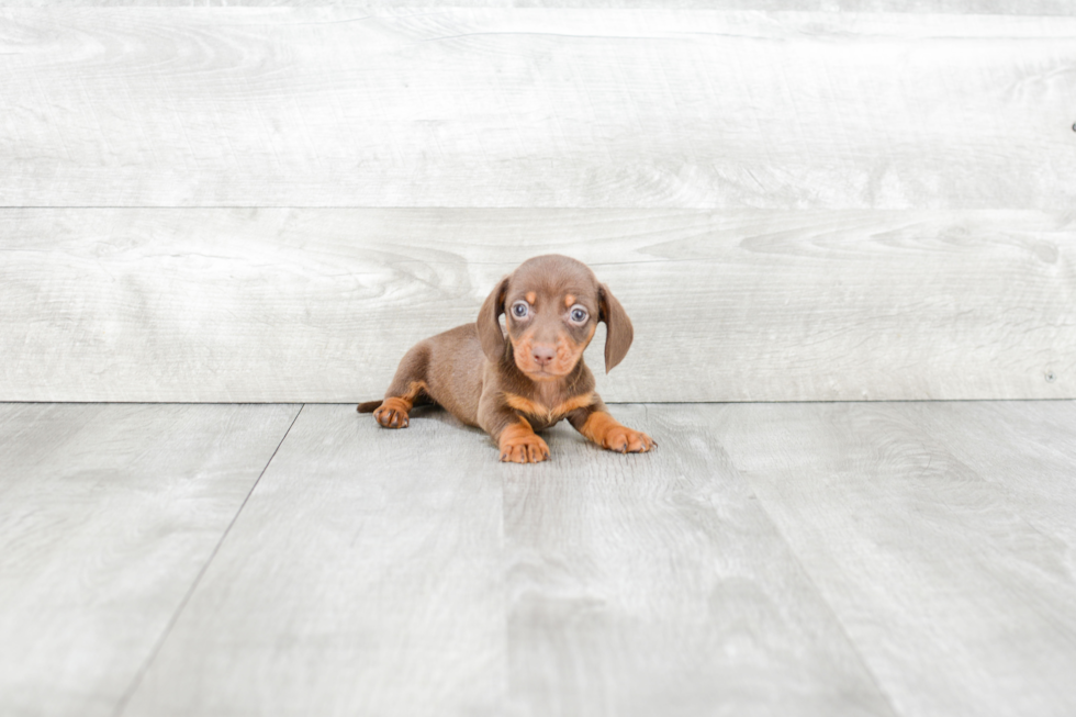 Cute Dachshund Baby