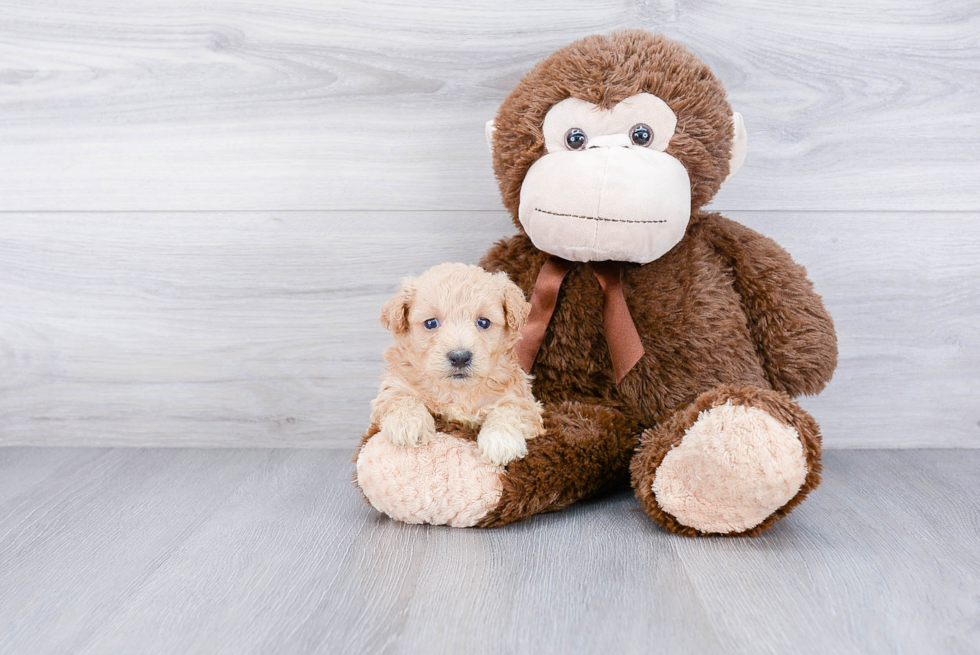 Maltipoo Puppy for Adoption