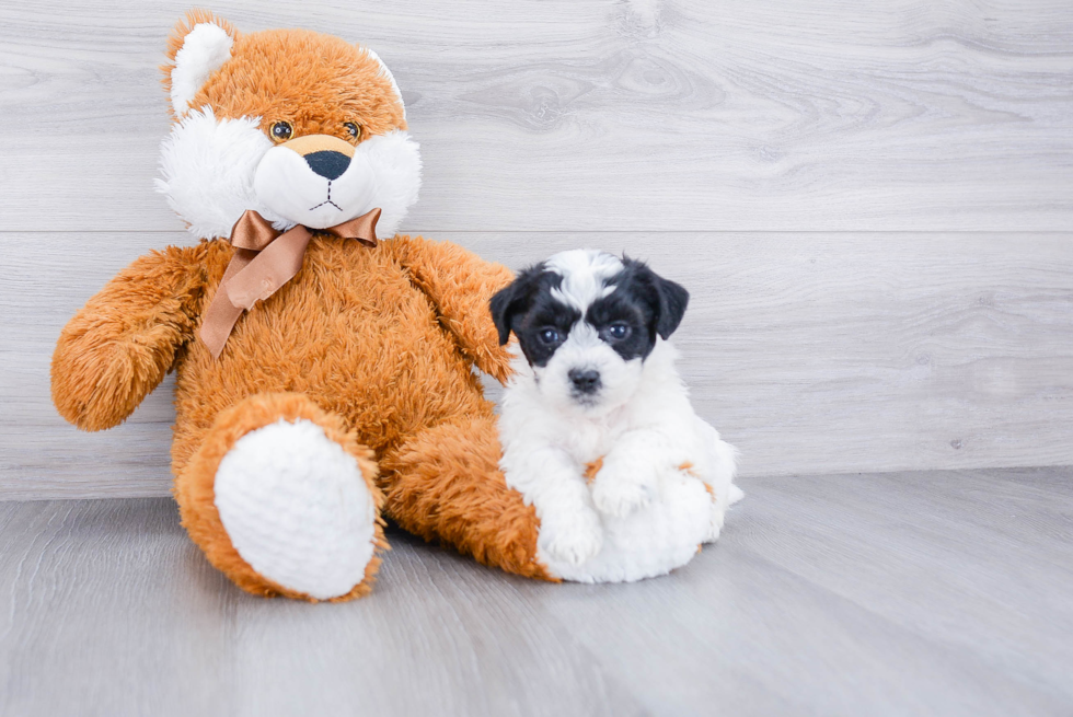 Popular Teddy Bear Designer Pup