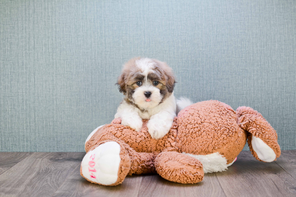 Teddy Bear Pup Being Cute