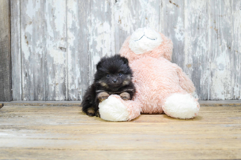 Pomeranian Pup Being Cute