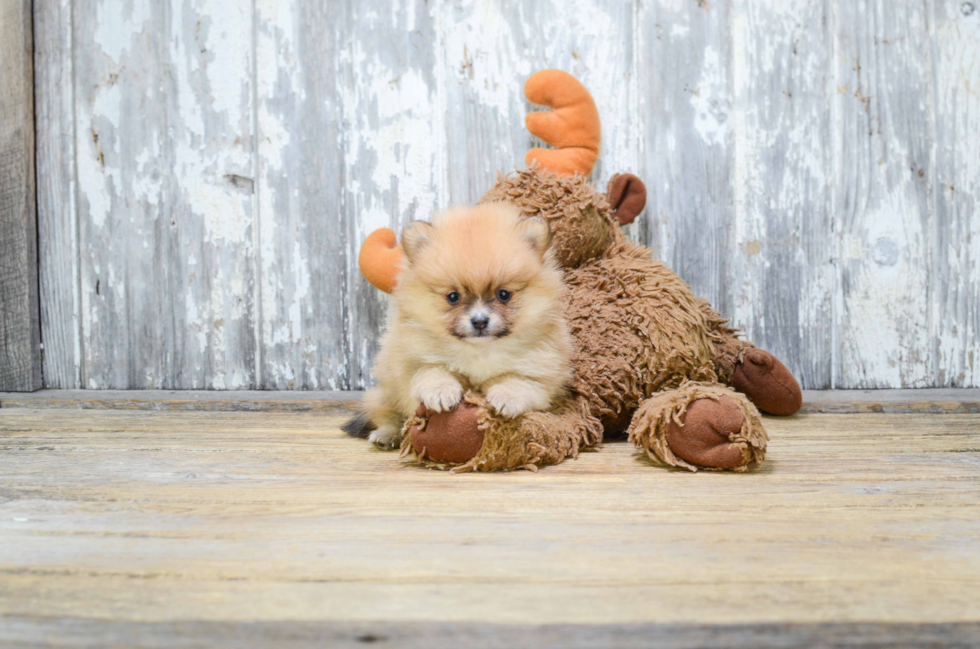 Little Pomeranian Baby