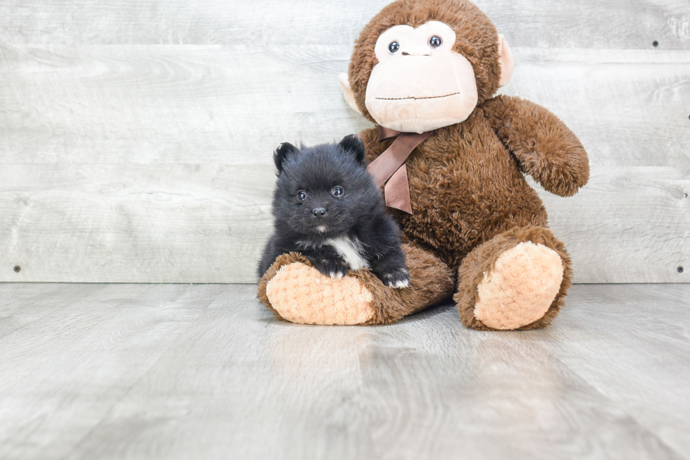 Pomeranian Pup Being Cute