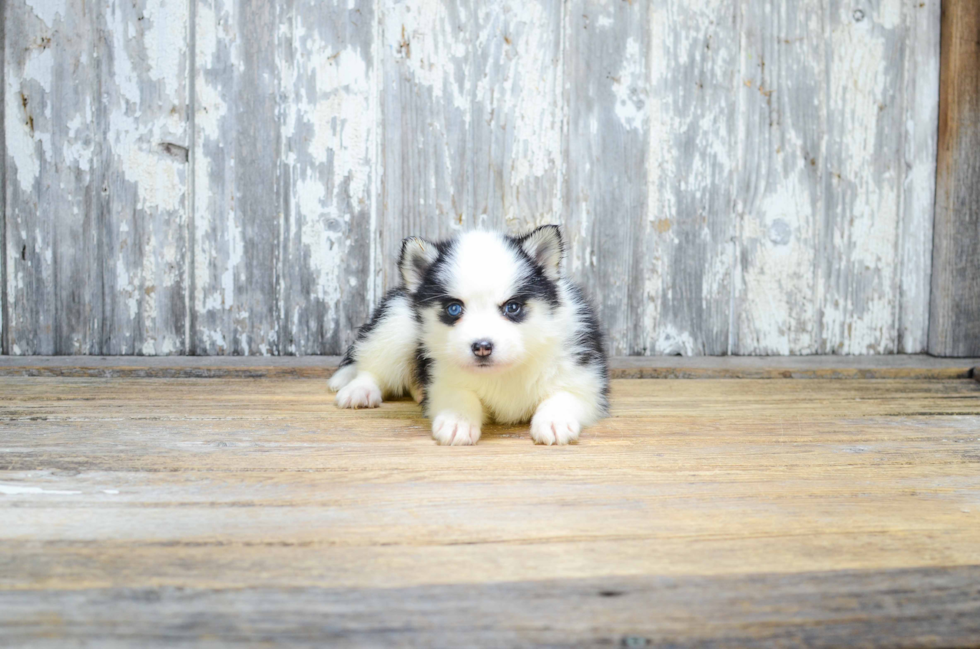 Best Pomsky Baby