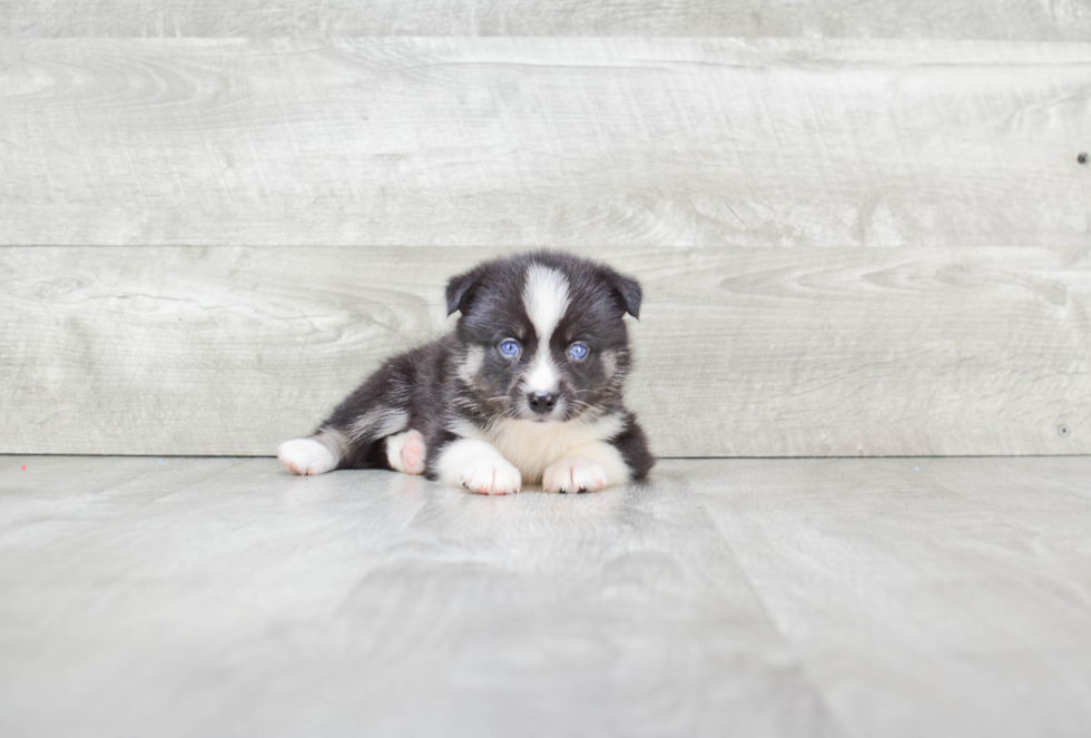 Playful Mini Husky Designer Puppy