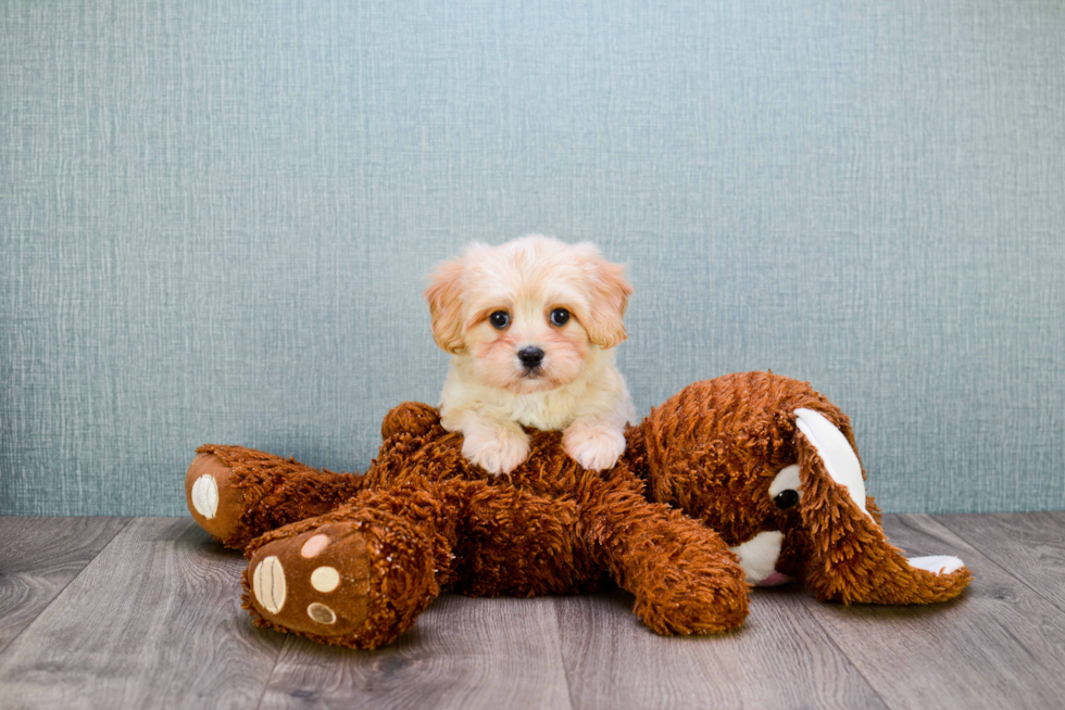 Popular Cavachon Designer Pup