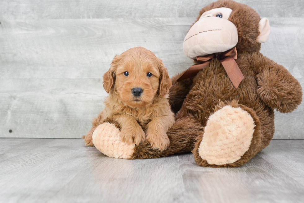 Smart Mini Goldendoodle Poodle Mix Pup