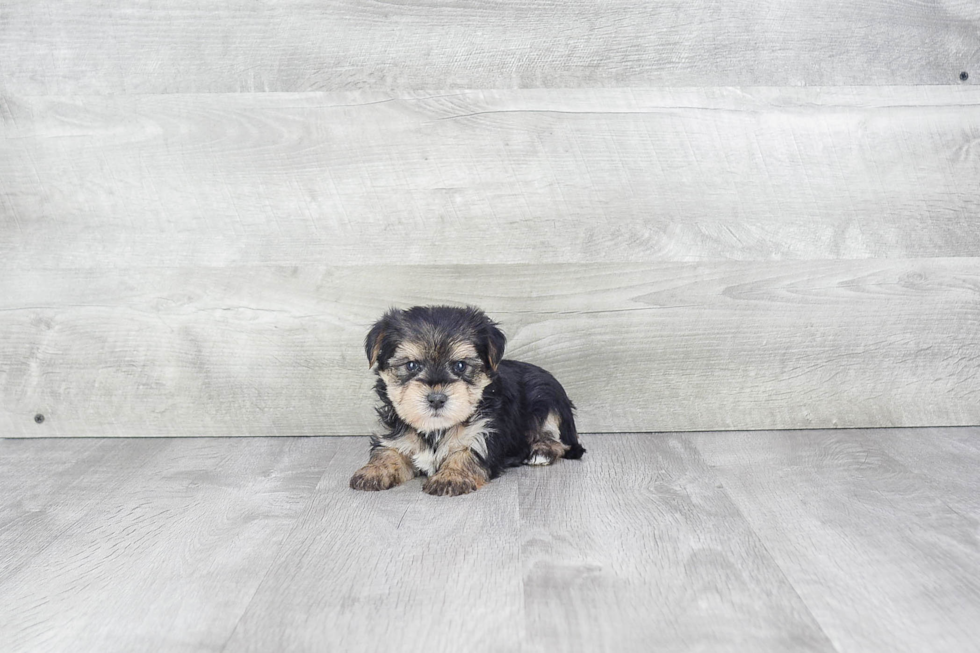 Smart Morkie Designer Pup