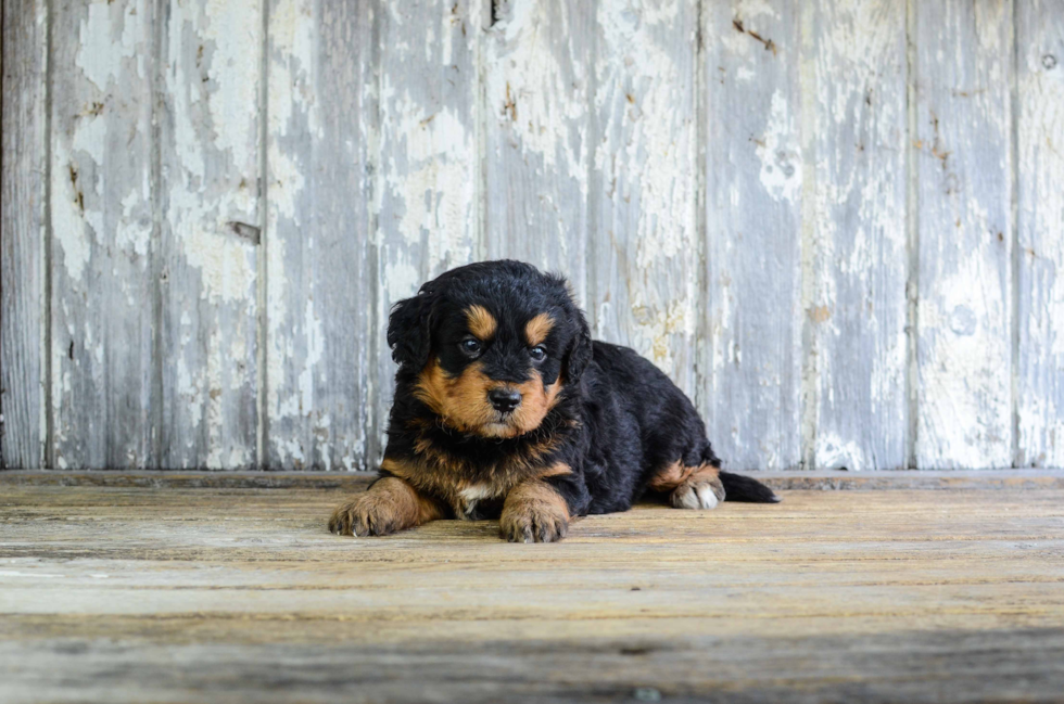 Playful Bernadoodle Poodle Mix Puppy