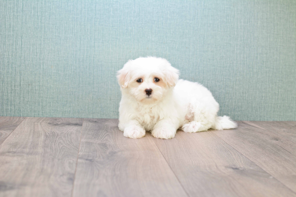 Maltese Pup Being Cute