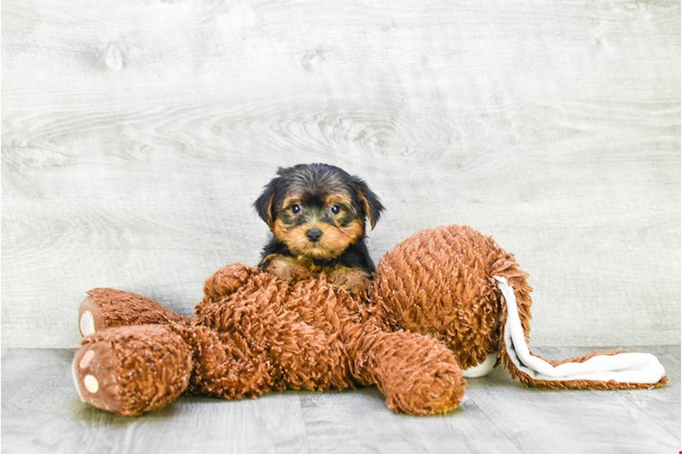 Meet Snickers - our Yorkshire Terrier Puppy Photo 