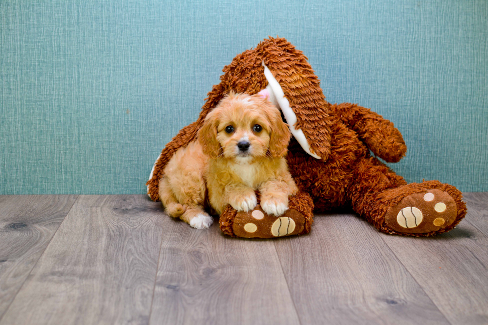 Fluffy Cavapoo Poodle Mix Pup