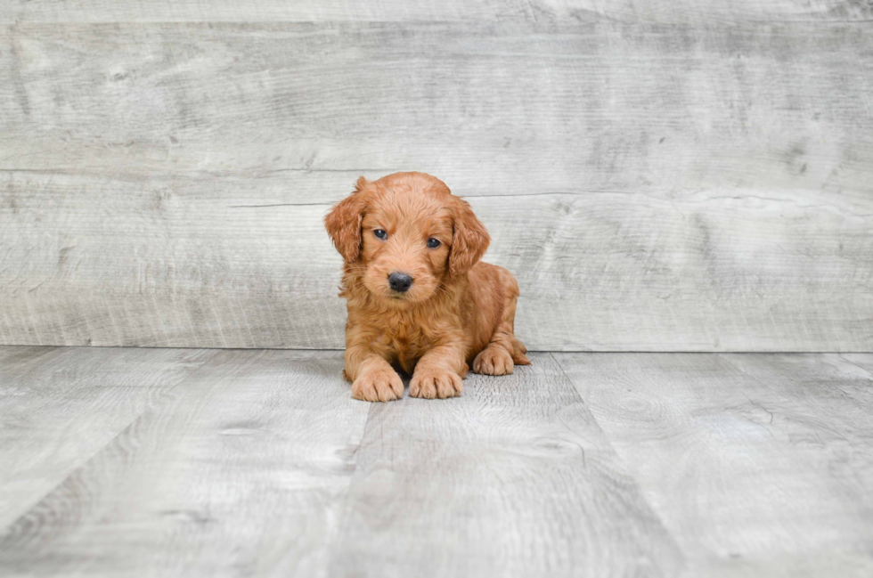 Funny Mini Goldendoodle Poodle Mix Pup