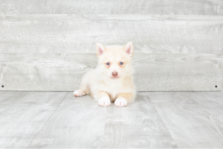 Pomsky Pup Being Cute