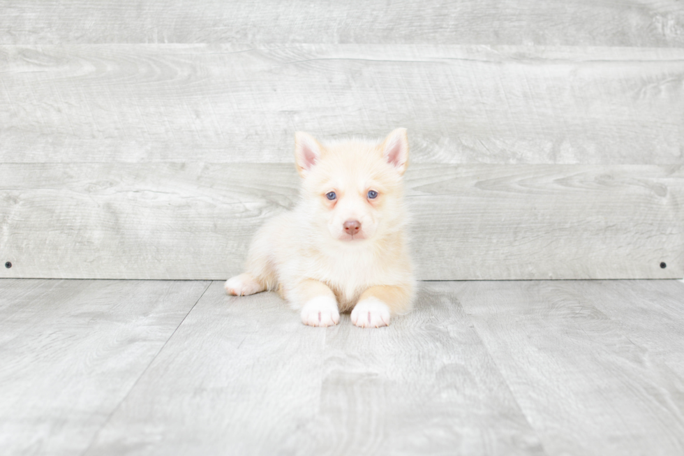 Pomsky Pup Being Cute