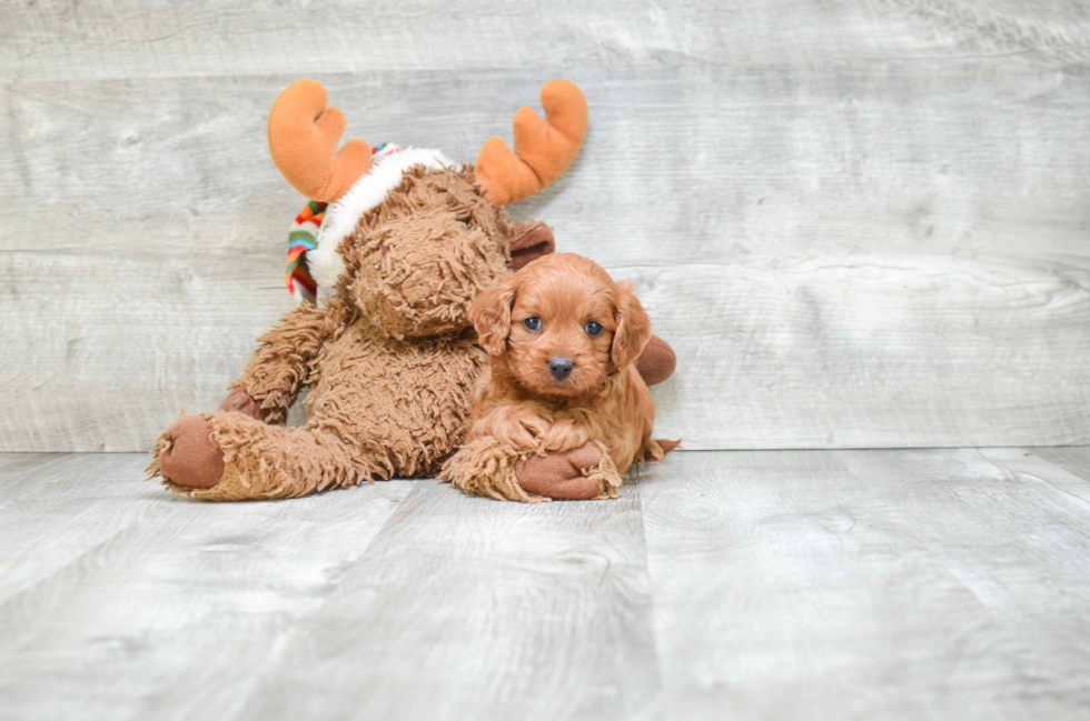 Little Cavoodle Poodle Mix Puppy