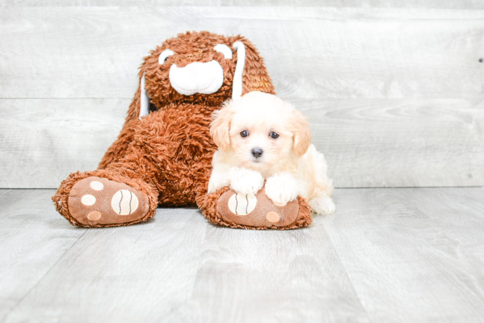 Friendly Maltipoo Baby