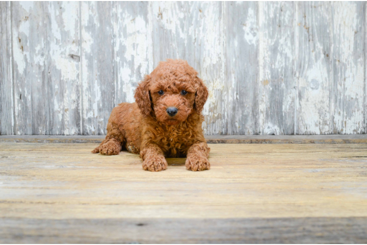 Energetic Golden Retriever Poodle Mix Puppy