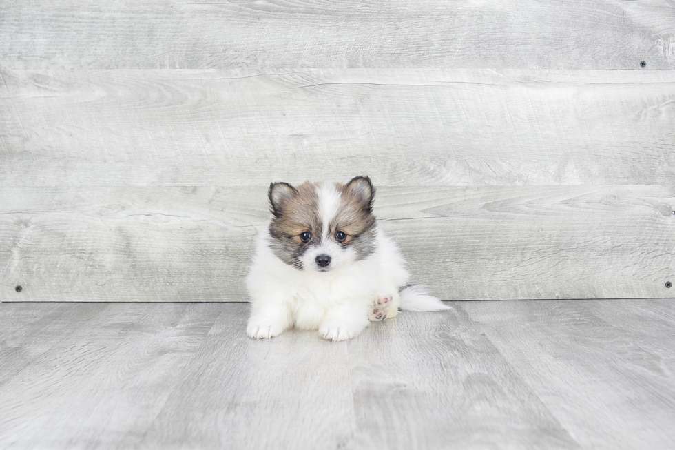 Playful Pomeranian Purebred Pup