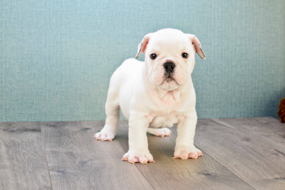 Cute English Bulldog Mix Pup