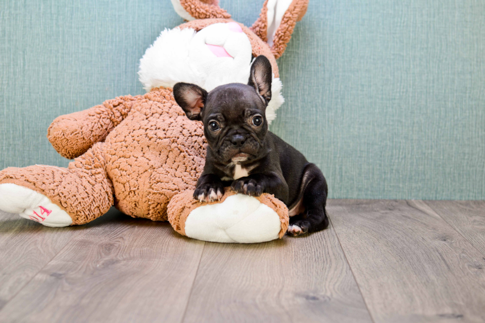 Friendly French Bulldog Purebred Pup