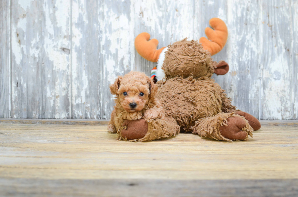 Little Poodle Purebred Pup