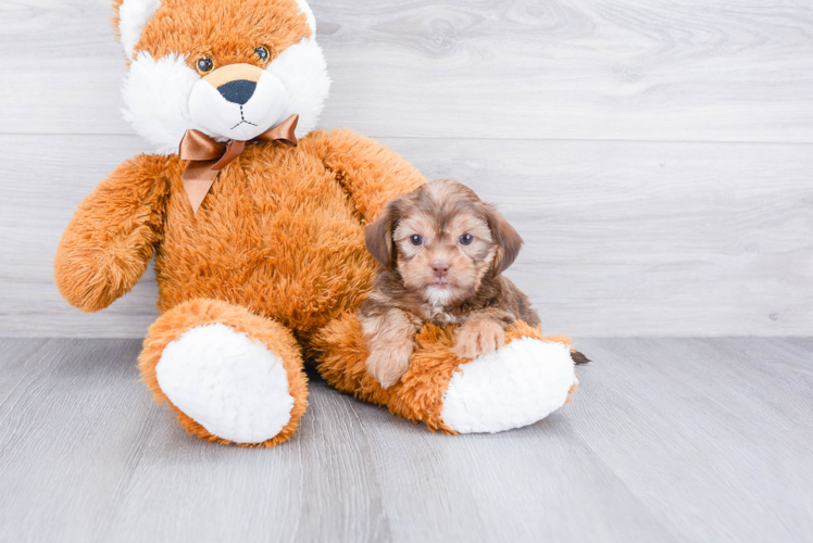 Petite Shorkie Designer Pup