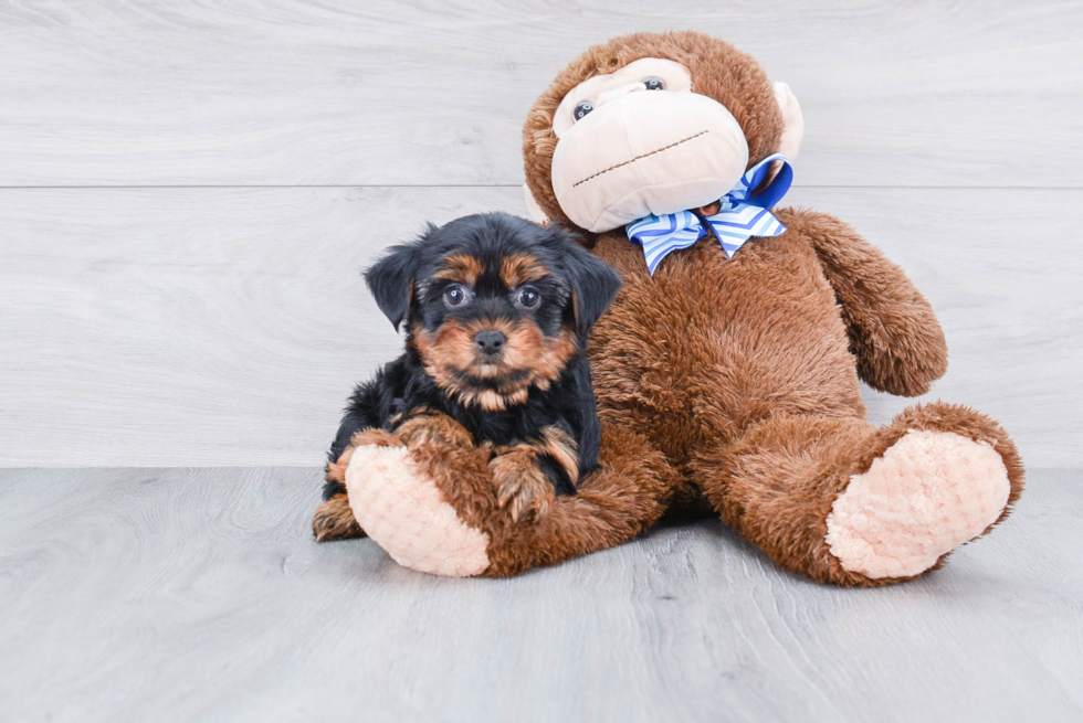 Meet Snickers - our Yorkshire Terrier Puppy Photo 