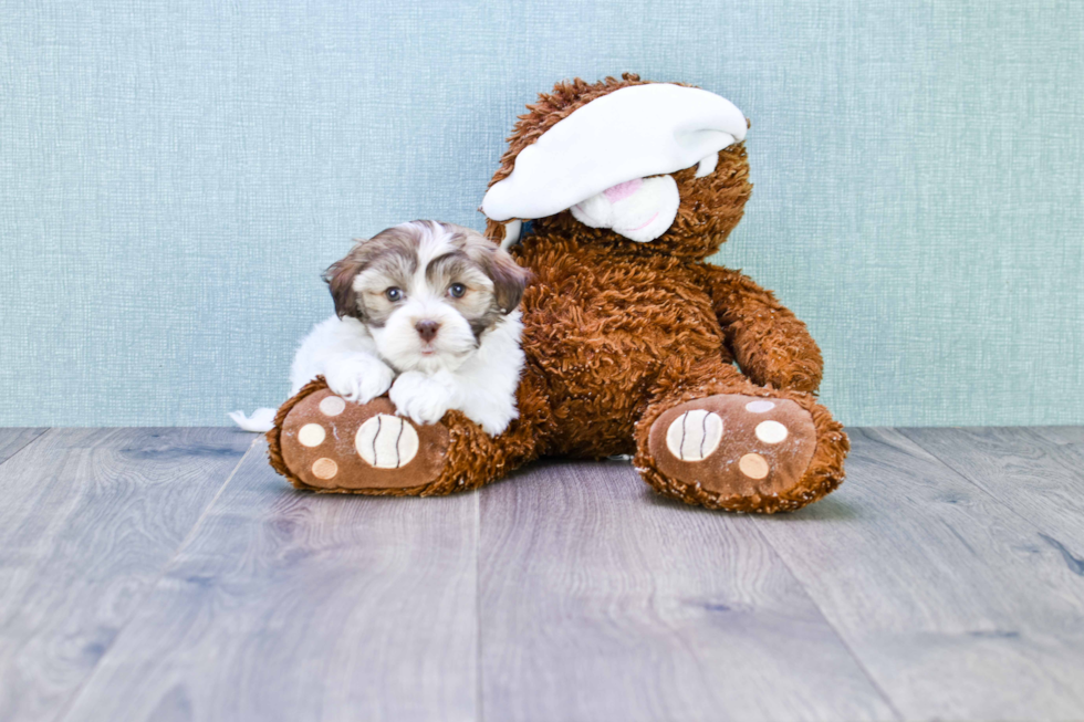 Havanese Pup Being Cute