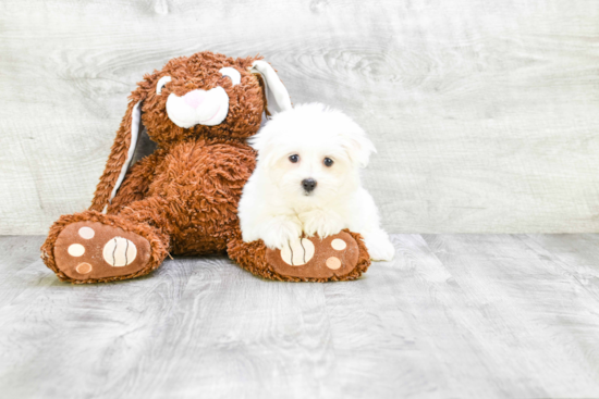 Petite Maltese Purebred Puppy