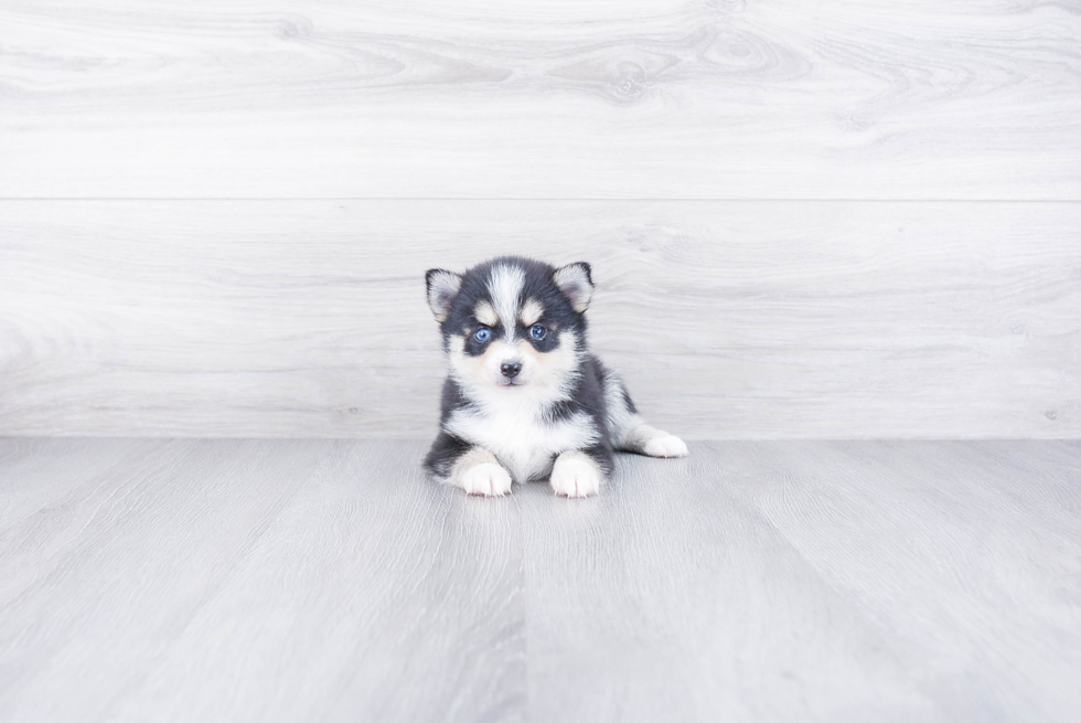 Cute Pomsky Baby