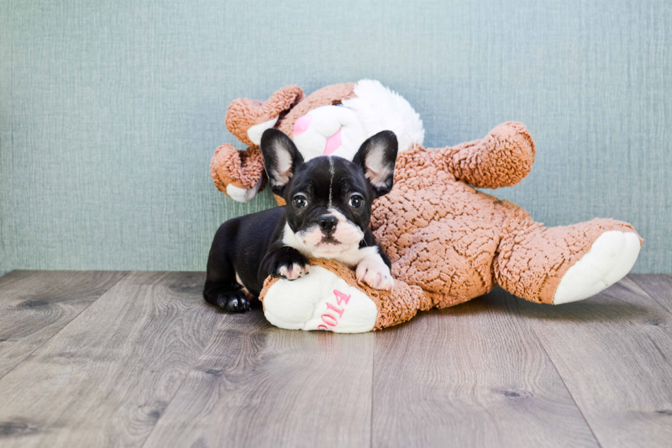 French Bulldog Puppy for Adoption