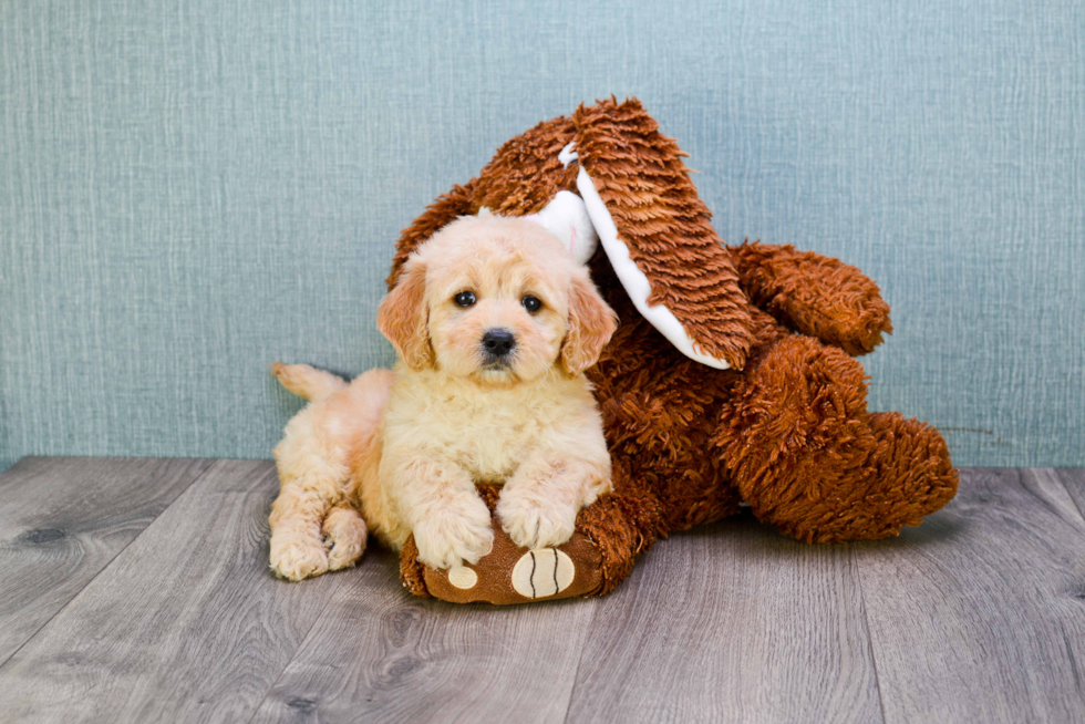 Happy Mini Goldendoodle Baby