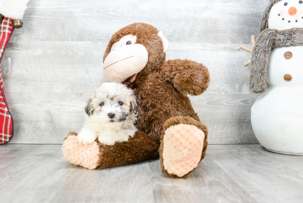 Hypoallergenic Havanese Purebred Pup