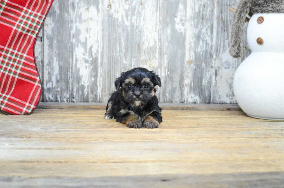 Fluffy Morkie Designer Pup