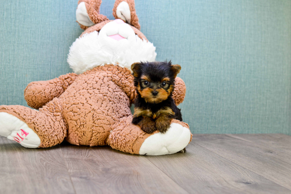 Meet Miss Perfection - our Yorkshire Terrier Puppy Photo 