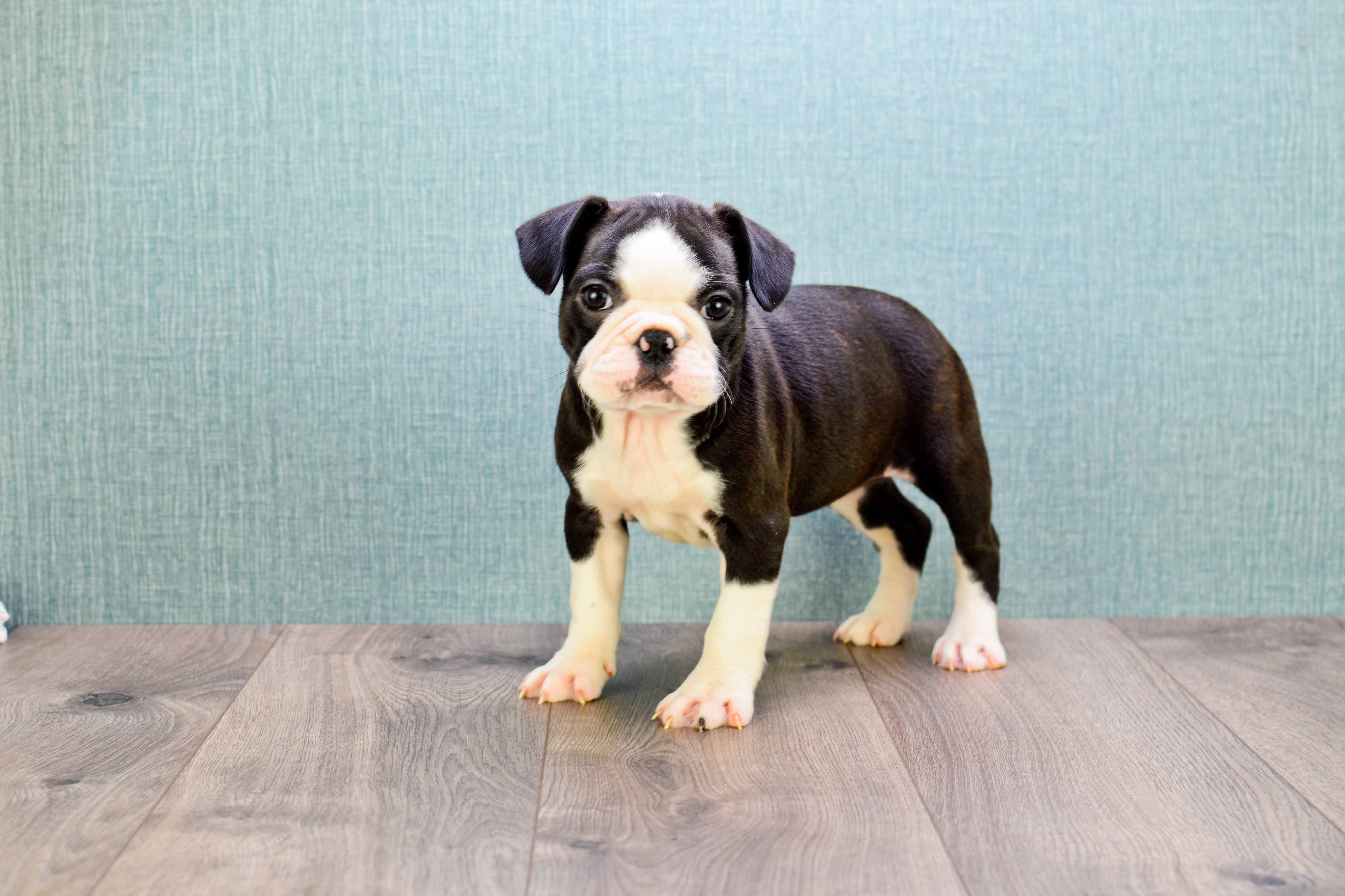 Best French Bulldog Baby
