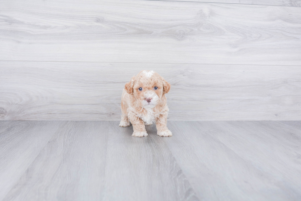 Mini Goldendoodle Pup Being Cute