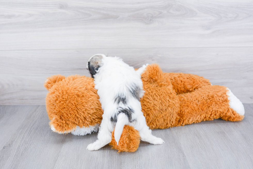 Popular Teddy Bear Designer Pup