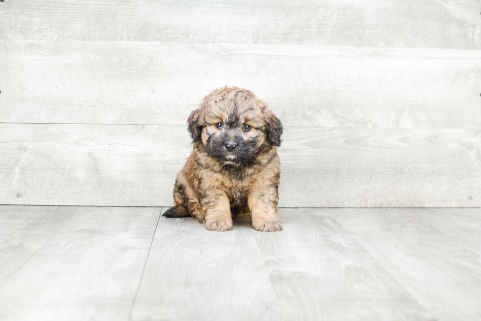 Cute Mini Bernedoodle Baby