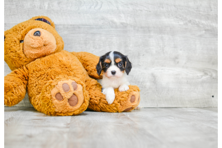 Best Cavalier King Charles Spaniel Baby