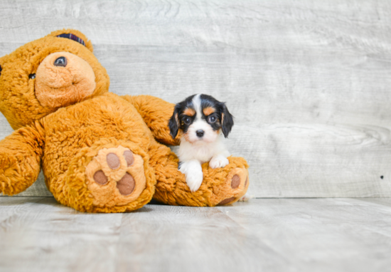 Best Cavalier King Charles Spaniel Baby