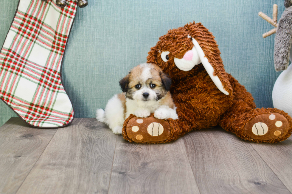 Akc Registered Havanese Purebred Pup