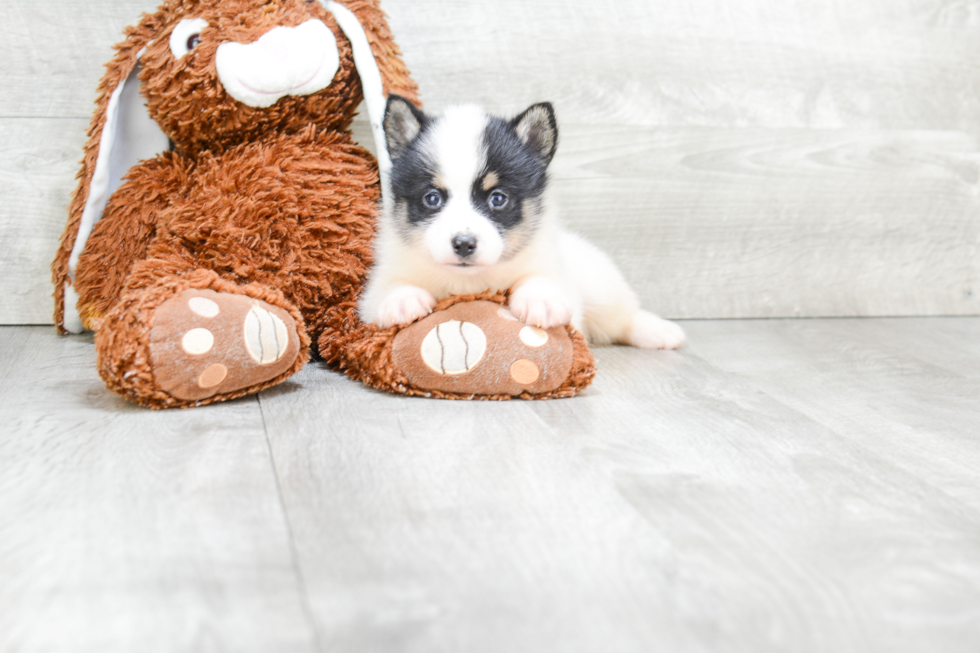 Adorable Mini Husky Designer Puppy