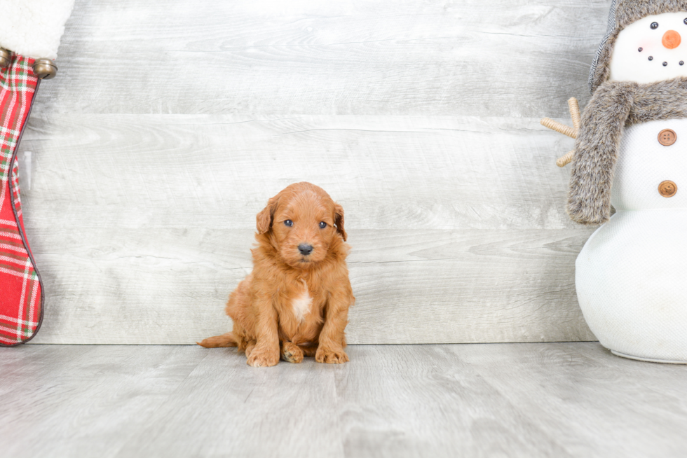 Mini Goldendoodle Puppy for Adoption