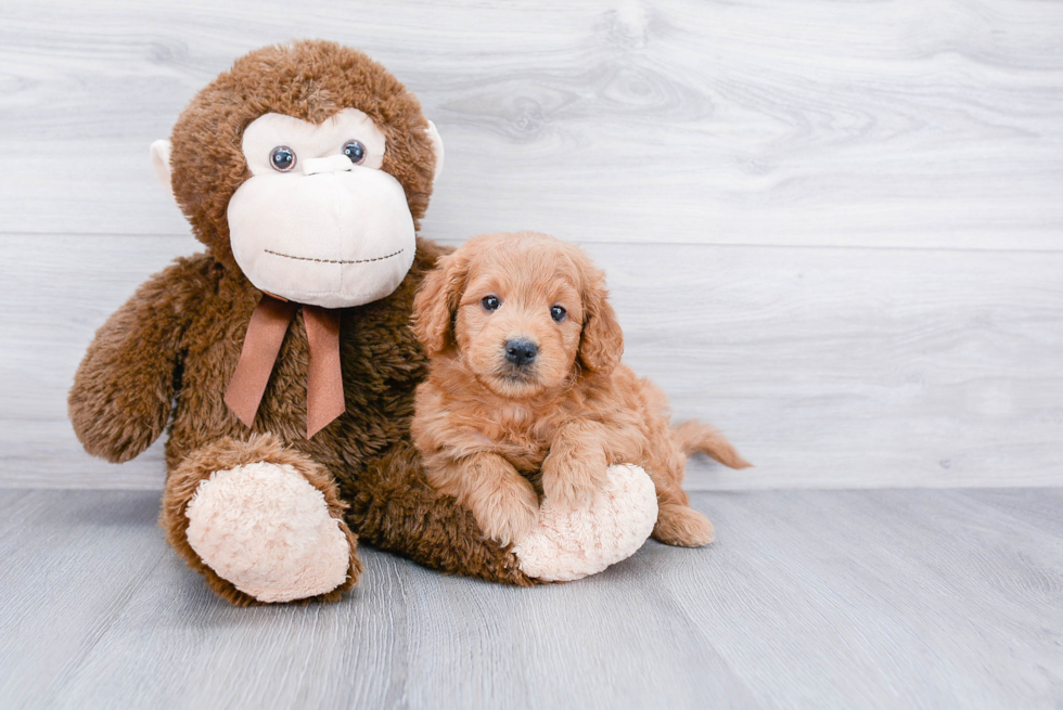 Mini Goldendoodle Pup Being Cute