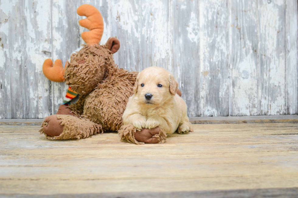 Mini Goldendoodle Pup Being Cute